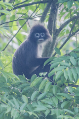 Trachypithecus phayrei