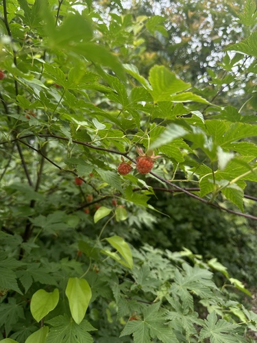 Rubus chingii iNat (2)