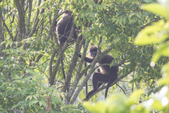 Trachypithecus phayrei