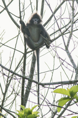 Trachypithecus phayrei