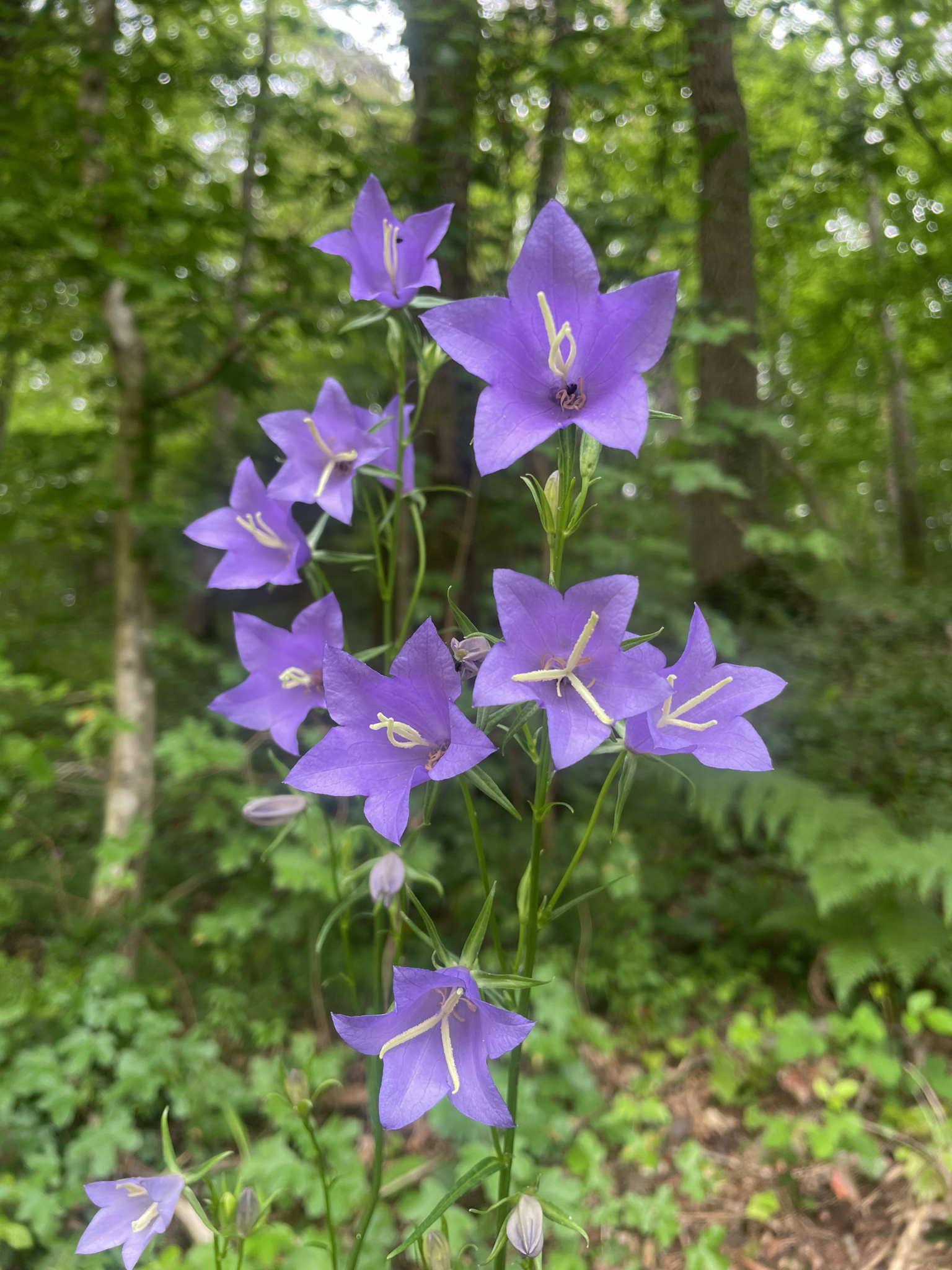 Peach-leaved Bellflower (Campanula persicifolia) · iNaturalist