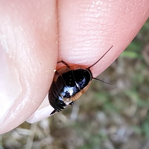 Forest Cockroach, 1861 PA Bergen, Netherlands, photo 9 of 10