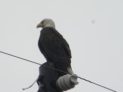 Haliaeetus leucocephalus leucocephalus
