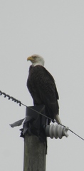Haliaeetus leucocephalus leucocephalus
