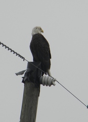 Haliaeetus leucocephalus leucocephalus