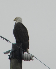 Haliaeetus leucocephalus leucocephalus