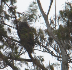 Haliaeetus leucocephalus leucocephalus