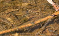 Cnesterodon decemmaculatus