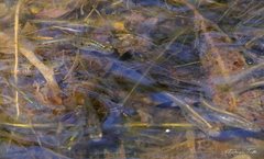 Cnesterodon decemmaculatus