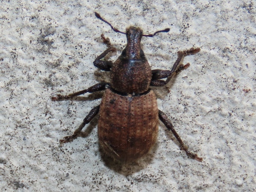 Ground Weevil, Leidschenveen-Ypenburg, Den Haag, Nederland, photo 5 of 10