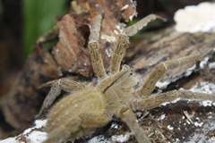 Phoneutria depilata
