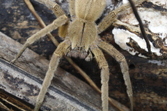 Phoneutria depilata