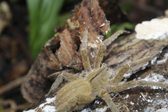 Phoneutria depilata