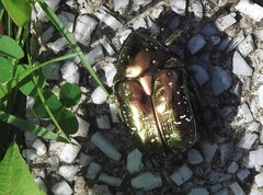 Protaetia orientalis