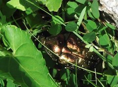 Protaetia orientalis