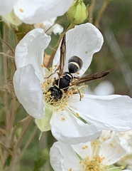 Stenodynerus ochrogonius