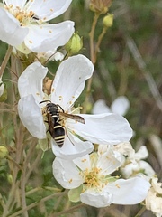 Stenodynerus ochrogonius