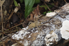 Phoneutria depilata