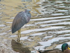 Egretta tricolor