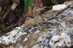 Phoneutria depilata