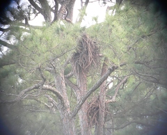 Haliaeetus leucocephalus leucocephalus