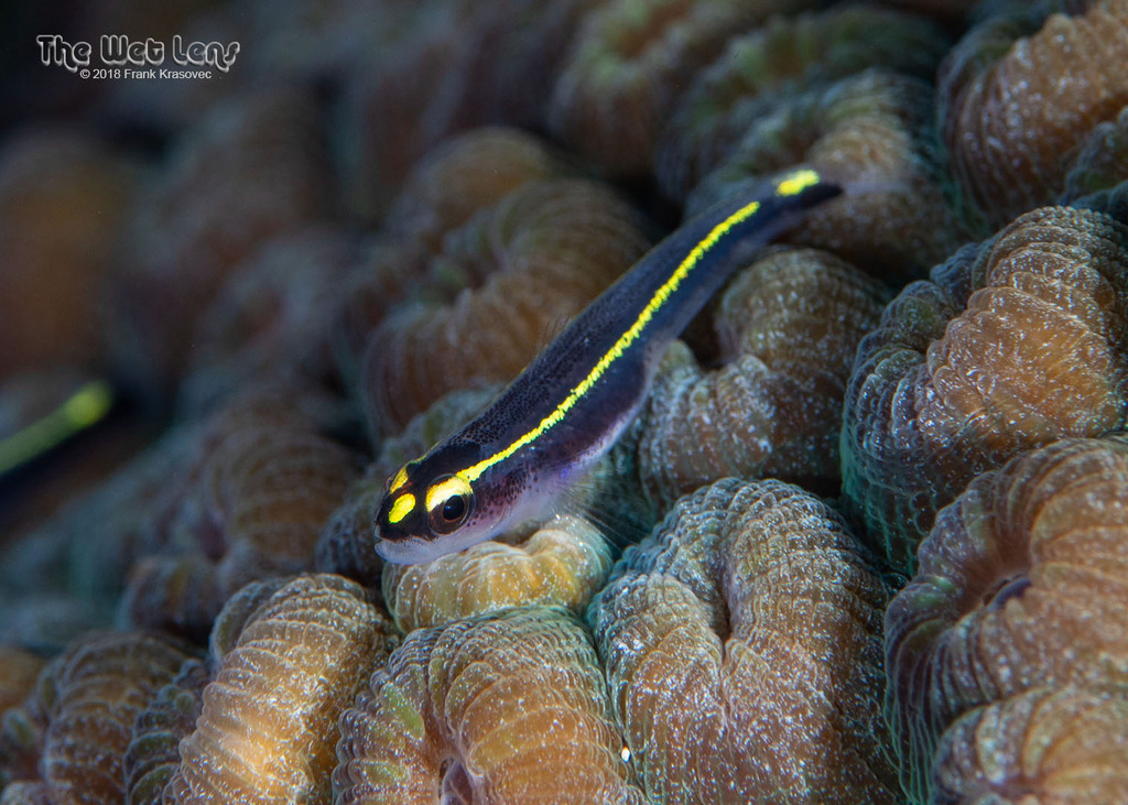 Exuma Goby