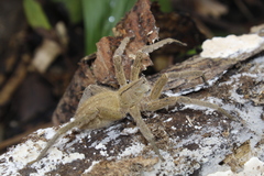 Phoneutria depilata