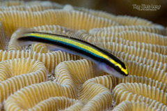 Sharknose Goby photo 2