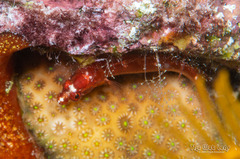 Blackcheek Blenny photo 1