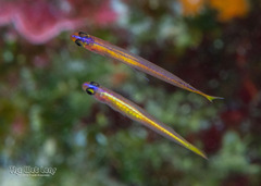Lemon Goby photo 2