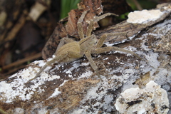 Phoneutria depilata