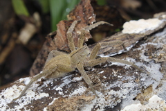 Phoneutria depilata