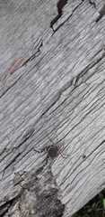 Acanthopachylus robustus