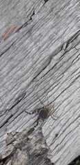 Acanthopachylus robustus
