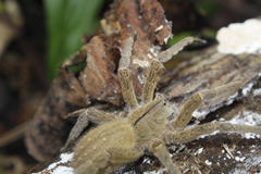 Phoneutria depilata