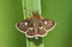 Dardarina dardaris