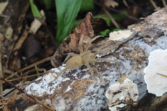 Phoneutria depilata