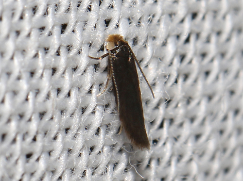 Stigmella eberhardi