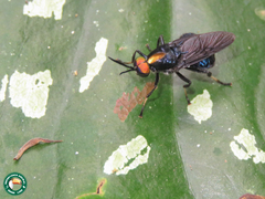 Cyphomyia auriflamma