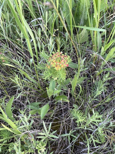 cypress spurge