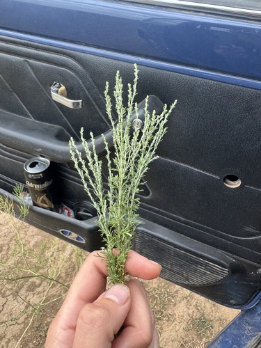 levant wormseed (Artemisia pauciflora)