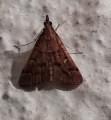 Dolicharthria punctalis