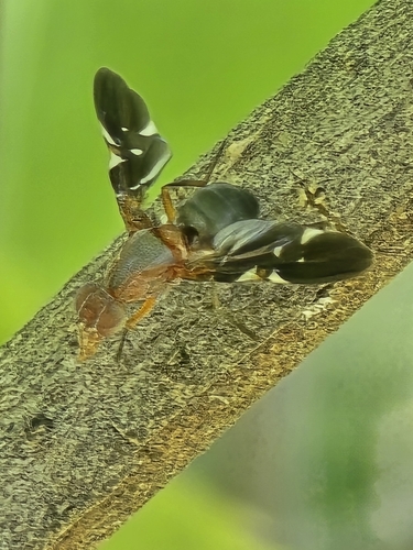Unknown species found near Boise, ID 83706, USA