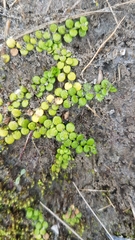 Epilobium komarovianum