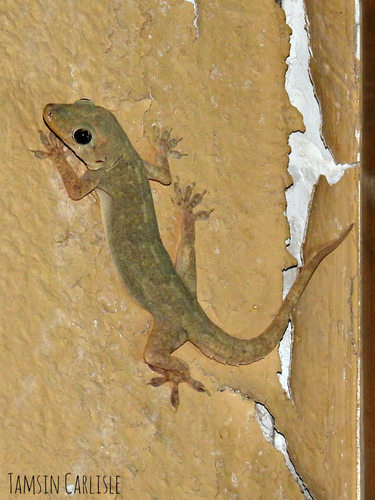 Northern House Gecko