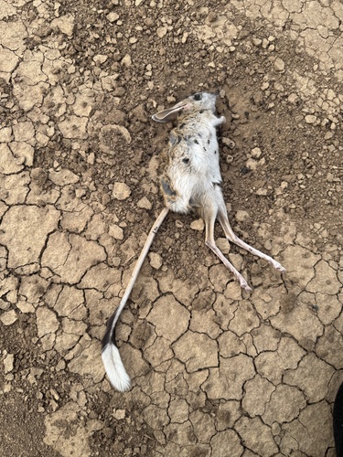 Great Jerboa
