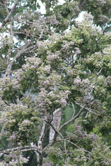 Ormosia macrocalyx