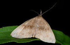 Phalaenostola eumelusalis