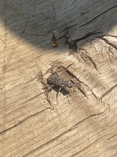 Ribbed Pine Borer photo 3