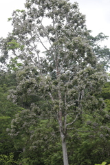 Ormosia macrocalyx
